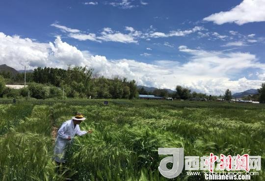 西藏與9家國家重點(diǎn)實(shí)驗(yàn)室合力促青稞增產(chǎn)、牦牛育肥