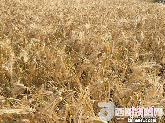 2017年西藏青稞種植面積達(dá)210多萬畝，占糧食播種面積的75%。圖為成熟期的青稞?！⊥跤窳?攝