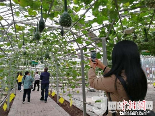 山西省郵政管理局積極推動(dòng)“一市一品”農(nóng)特產(chǎn)品進(jìn)城項(xiàng)目。 資料圖 楊杰英 攝