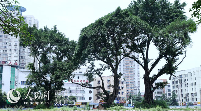 黃桷樹廣場正在建設(shè)中。王嫚 攝