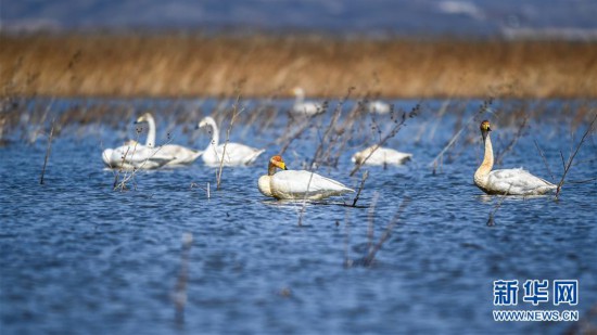 (環(huán)境)(4)大天鵝棲息白石水庫濕地自然保護(hù)區(qū)