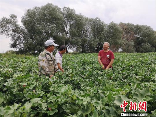 遠(yuǎn)改忠在棉花地里為連隊職工分享種植經(jīng)驗?！“叉陆?攝