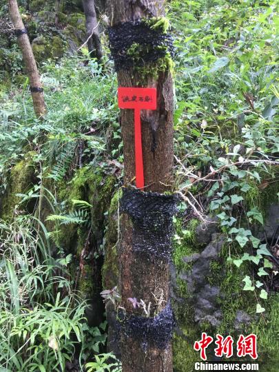 貴州同威生物科技有限公司鐵皮石斛種植?！≈軏?攝