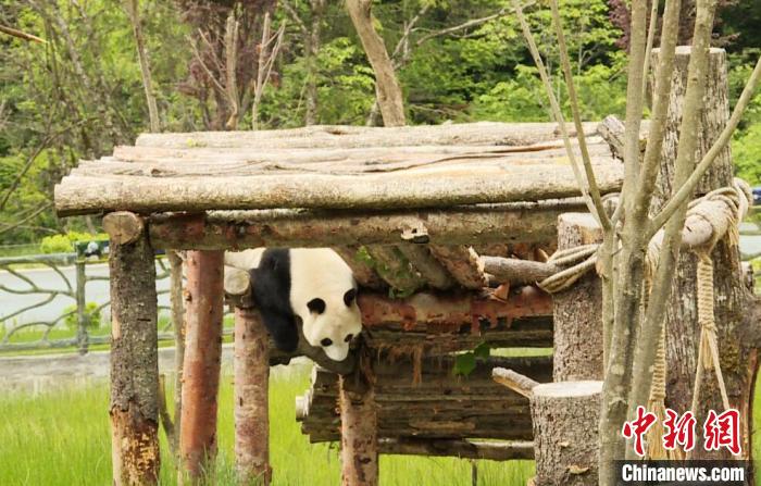 九寨溝熊貓園里的大熊貓?！【耪瘻峡h委宣傳部提供 攝